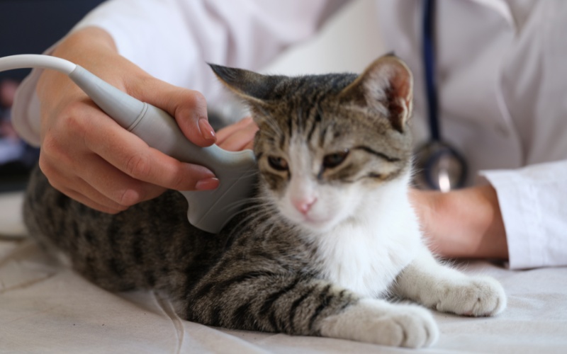 pet ultrasounds