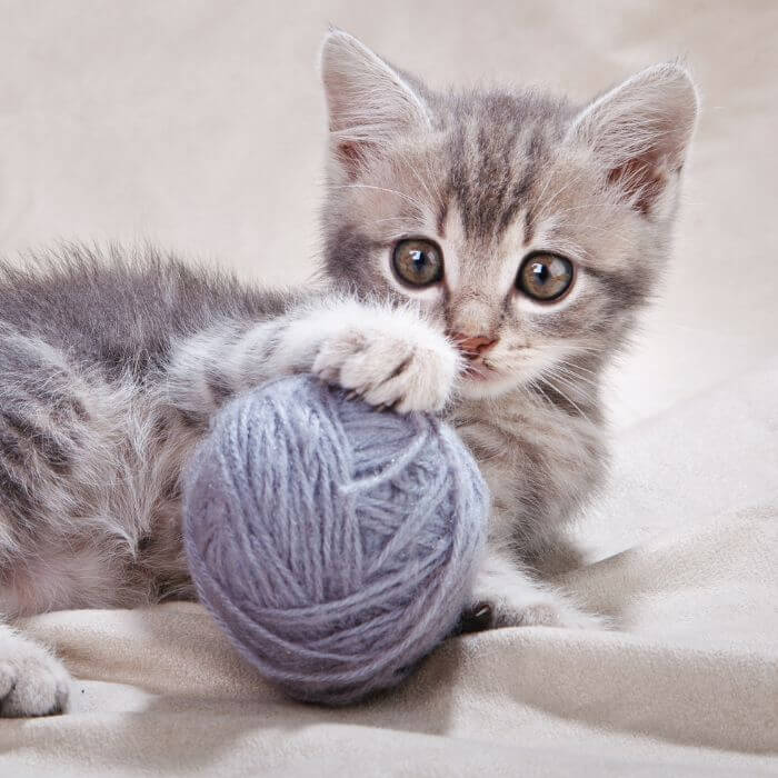 Kitten playing with a ball of yarn