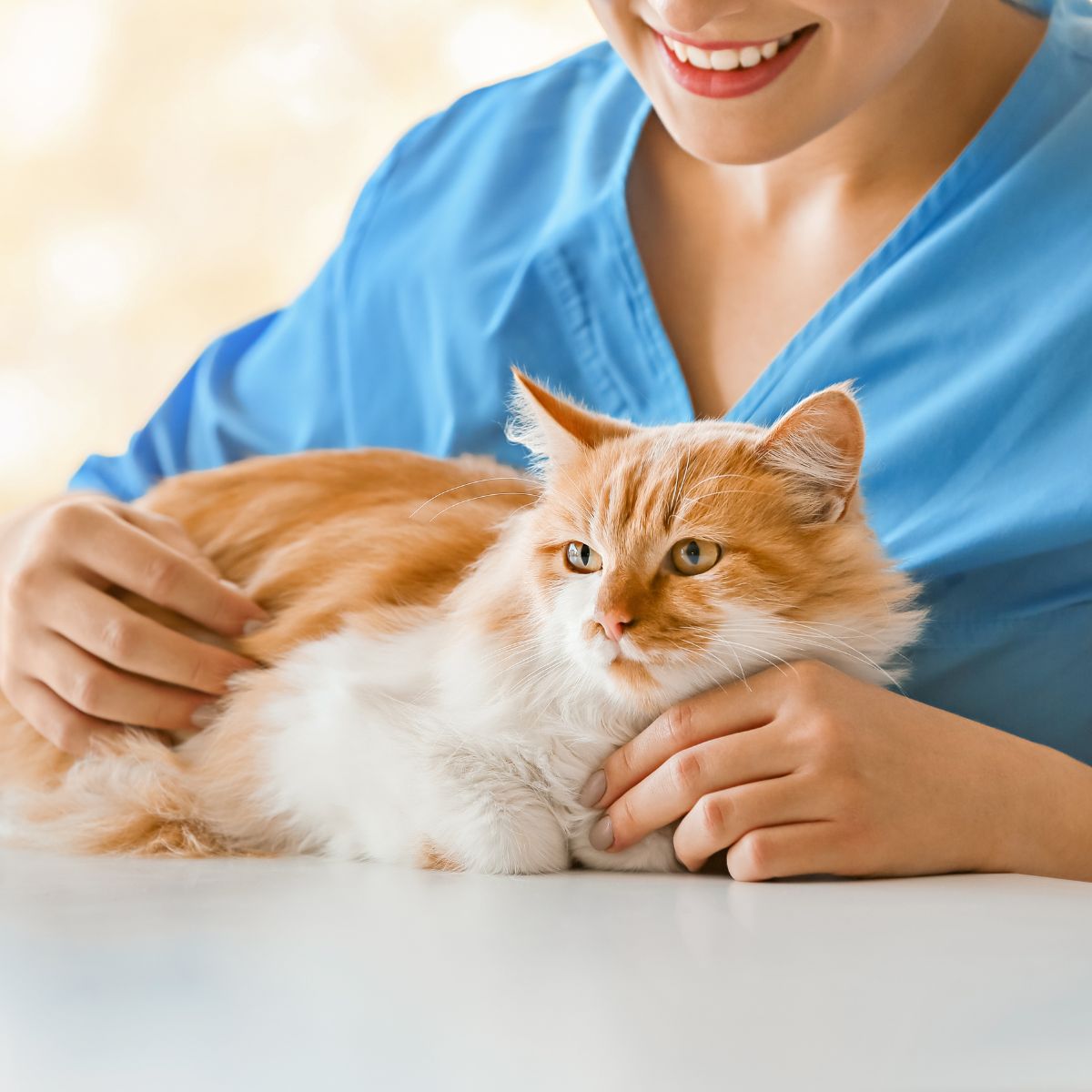 Vet examining a cat